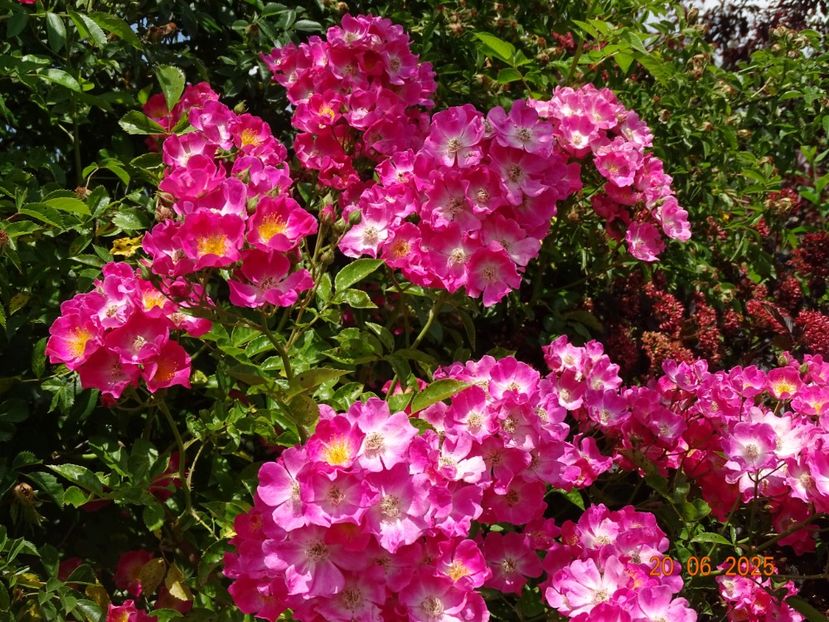  - Trandafiri 2025 3