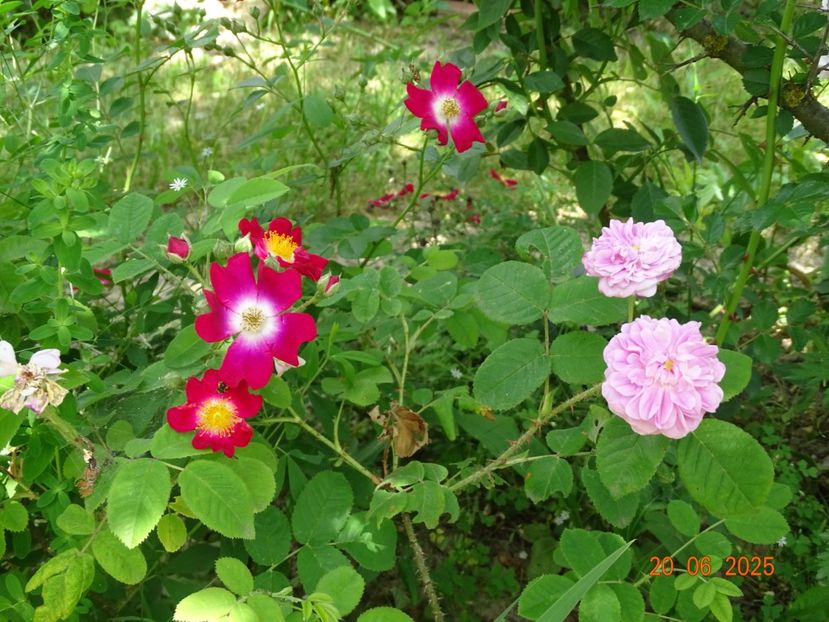  - Trandafiri 2025 3