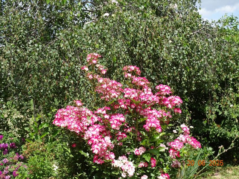  - Trandafiri 2025 3