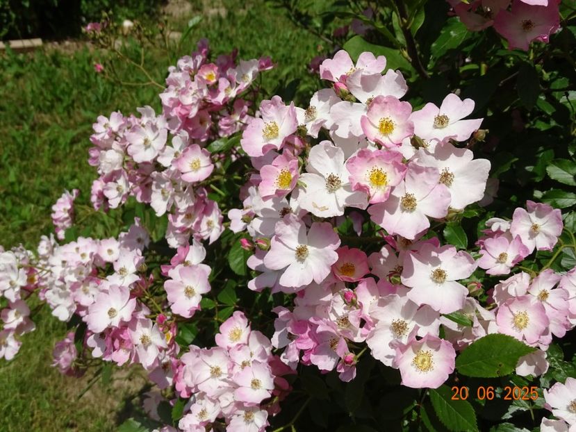  - Trandafiri 2025 3
