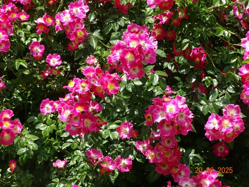  - Trandafiri 2025 3