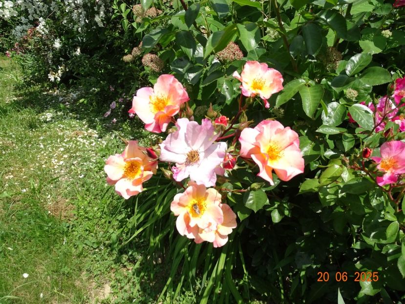  - Trandafiri 2025 3