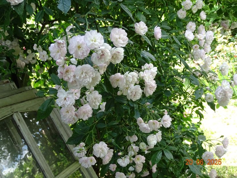  - Trandafiri 2025 3
