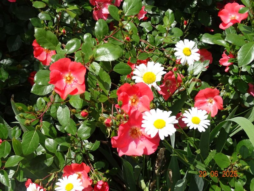  - Trandafiri 2025 3