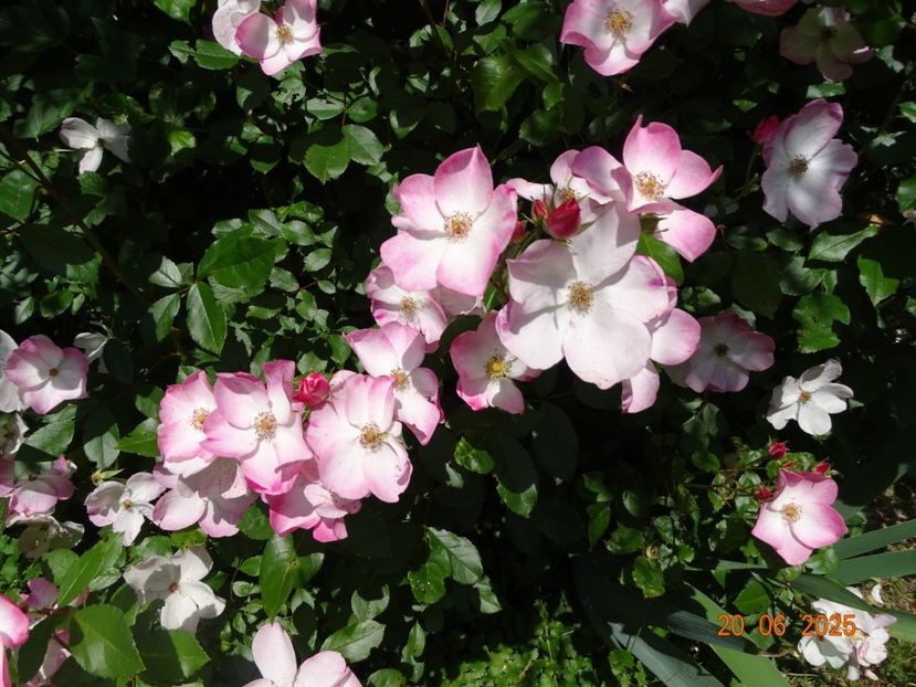  - Trandafiri 2025 3