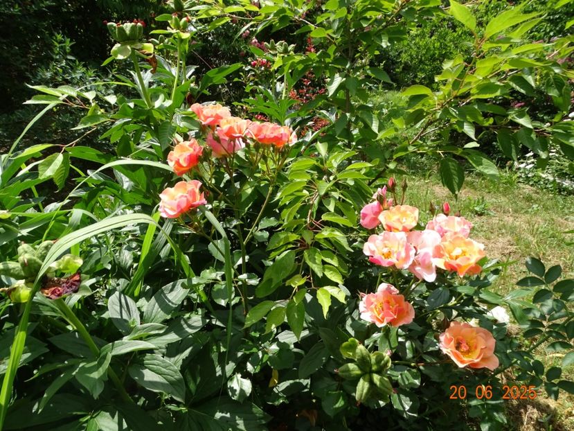  - Trandafiri 2025 3