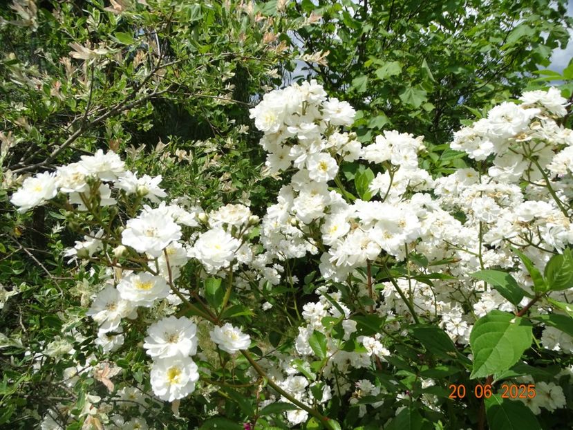  - Trandafiri 2025 3