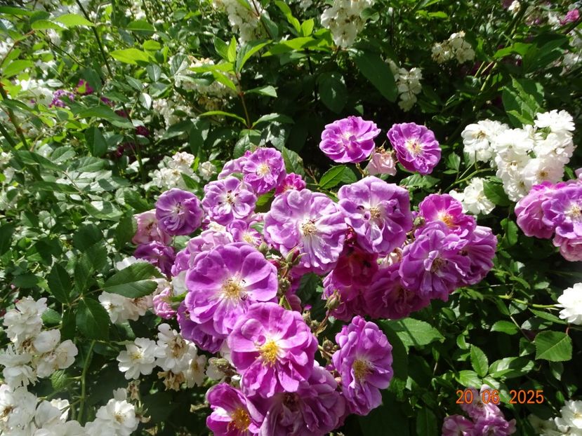  - Trandafiri 2025 3