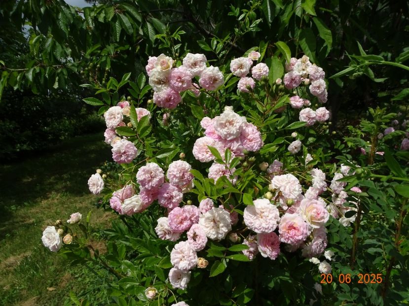  - Trandafiri 2025 3