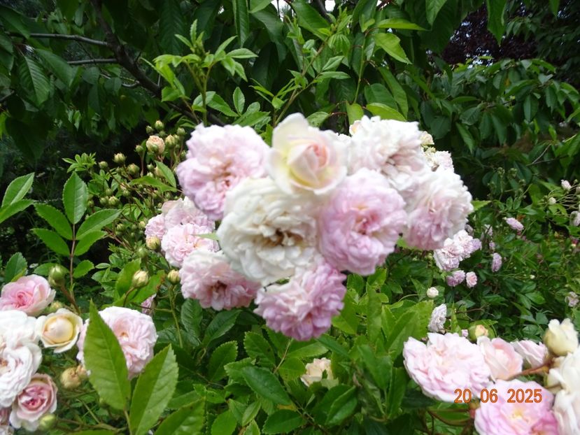  - Trandafiri 2025 3