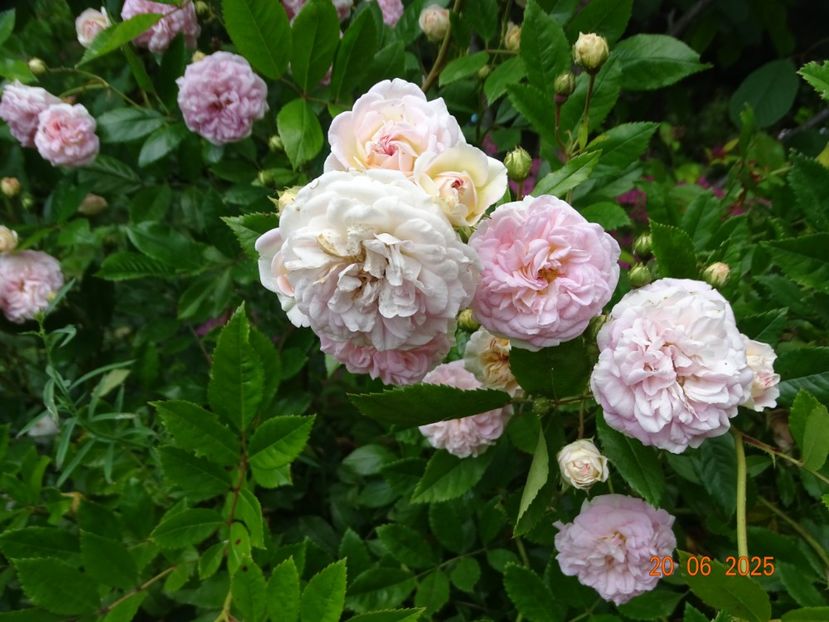  - Trandafiri 2025 3