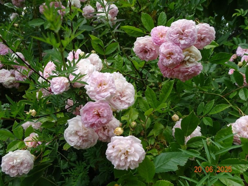  - Trandafiri 2025 3