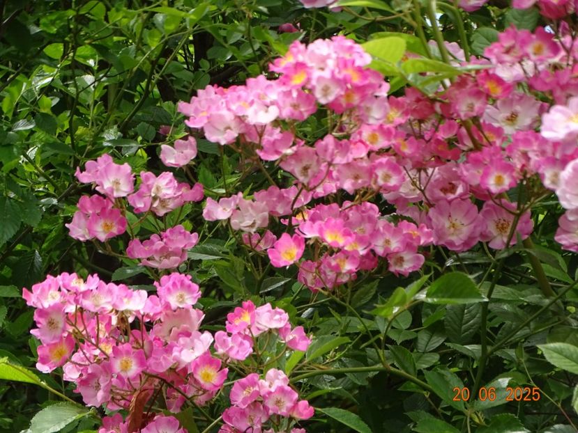  - Trandafiri 2025 3