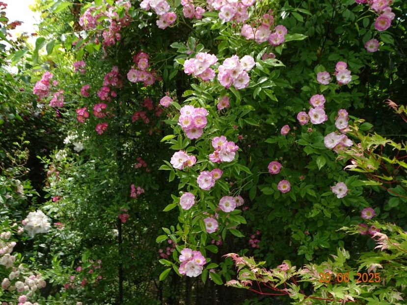  - Trandafiri 2025 3