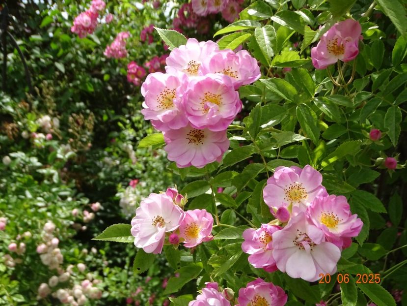  - Trandafiri 2025 3