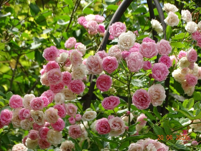  - Trandafiri 2025 3