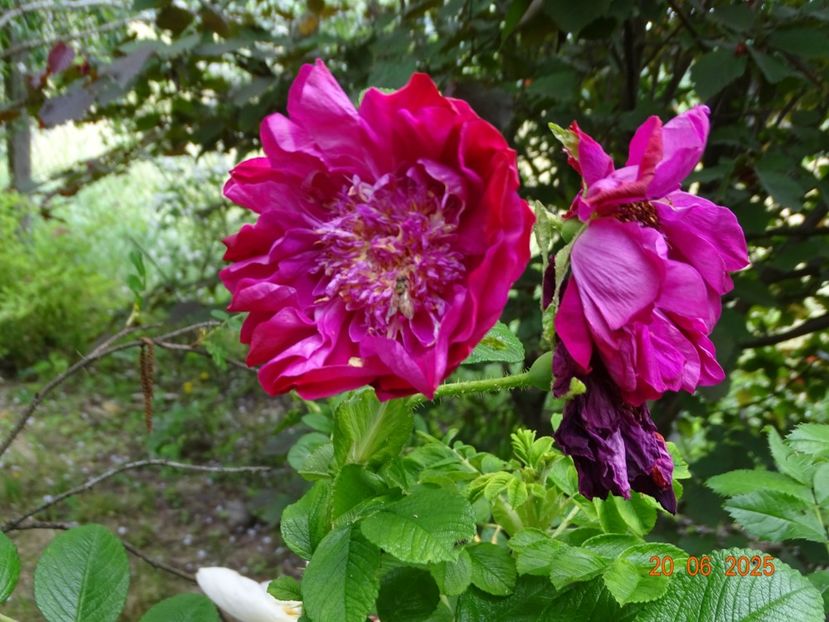  - Trandafiri 2025 3