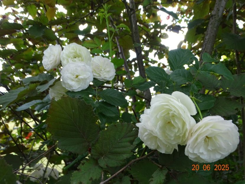  - Trandafiri 2025 3