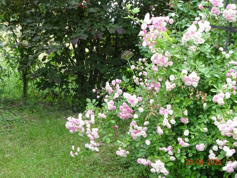  - Trandafiri 2025 3