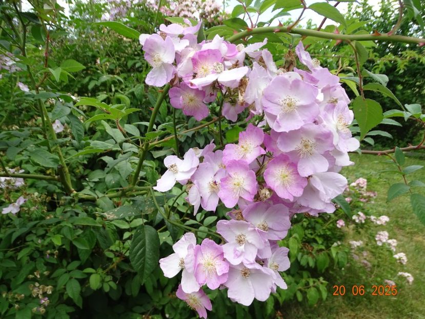  - Trandafiri 2025 3