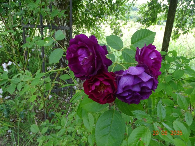  - Trandafiri 2025 3