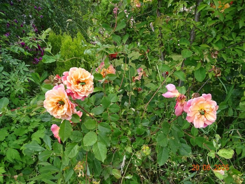 - Trandafiri 2025 3