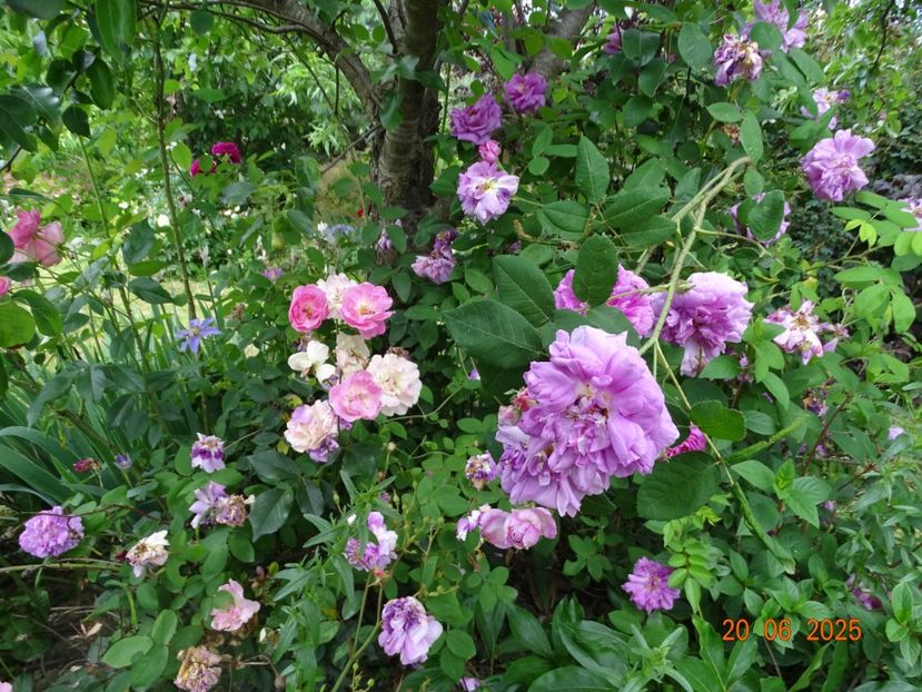  - Trandafiri 2025 3