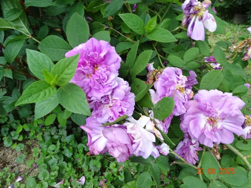  - Trandafiri 2025 3
