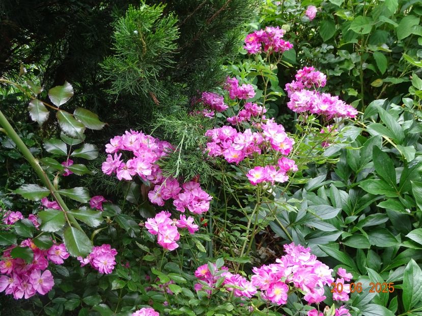  - Trandafiri 2025 3