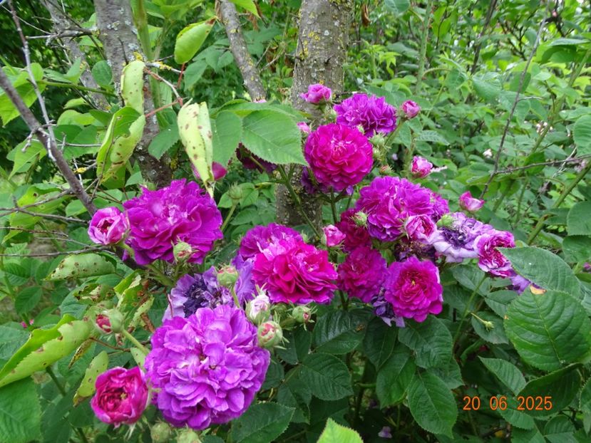  - Trandafiri 2025 3