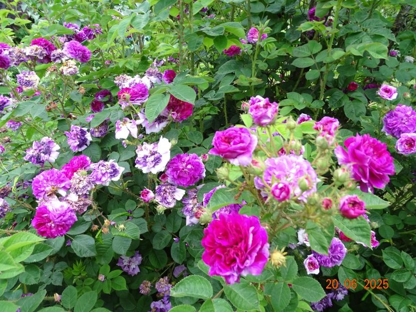  - Trandafiri 2025 3