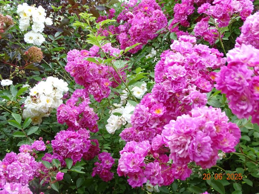  - Trandafiri 2025 3