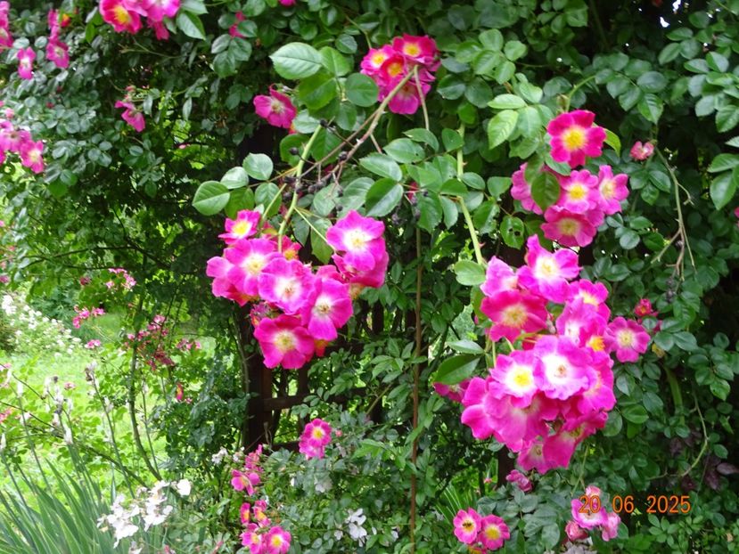 - Trandafiri 2025 3