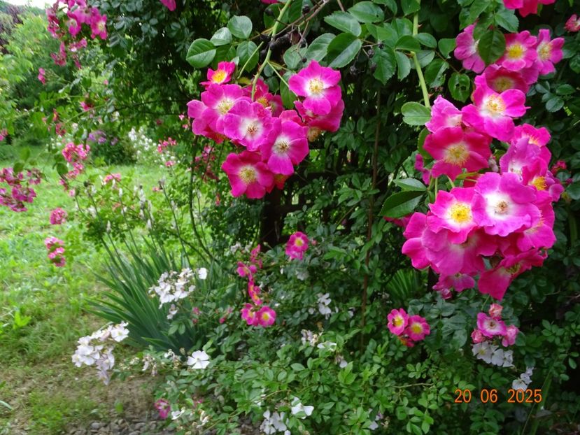  - Trandafiri 2025 3