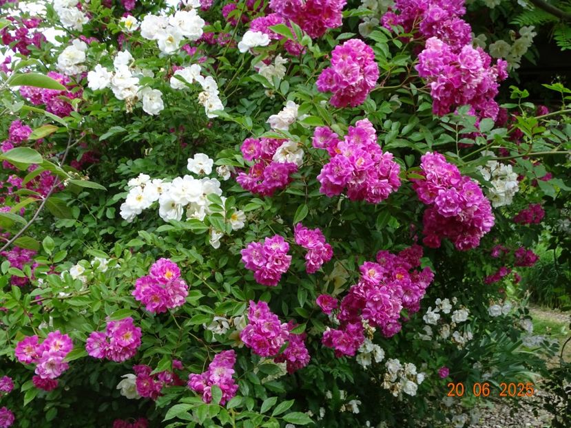  - Trandafiri 2025 3