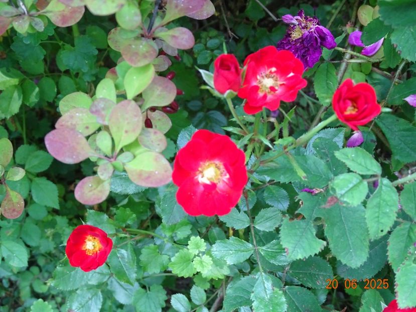  - Trandafiri 2025 3