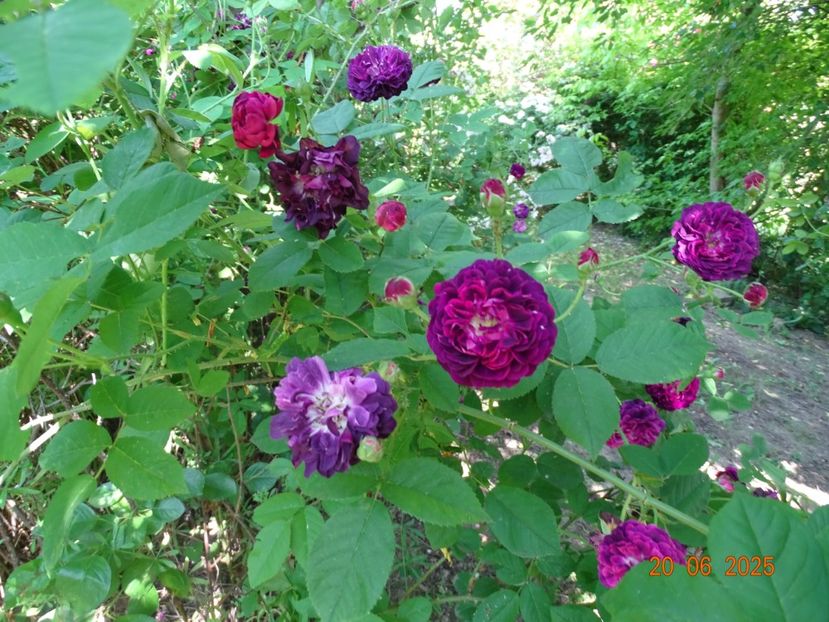  - Trandafiri 2025 3