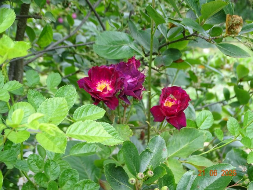  - Trandafiri 2025 3