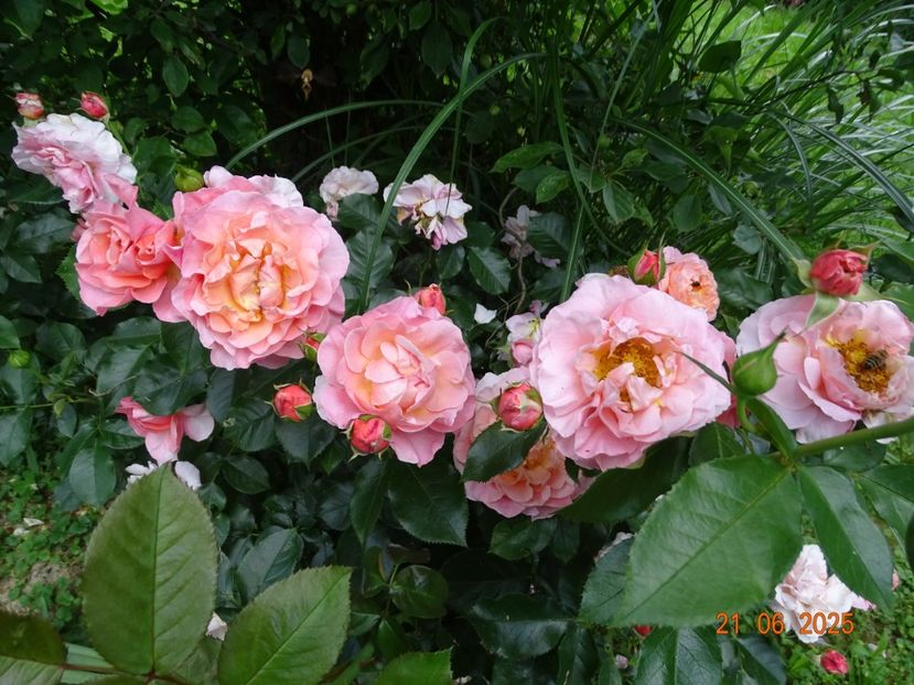  - Trandafiri 2025 3
