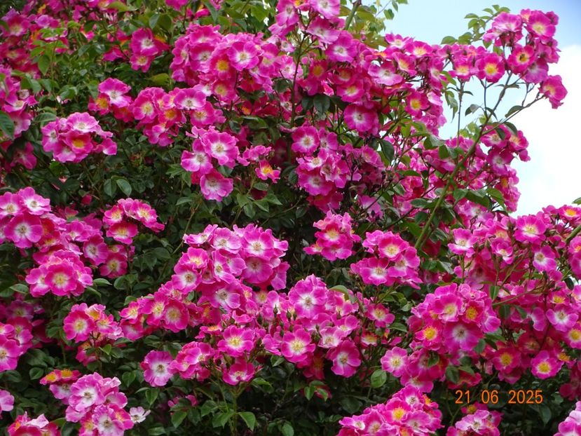  - Trandafiri 2025 3