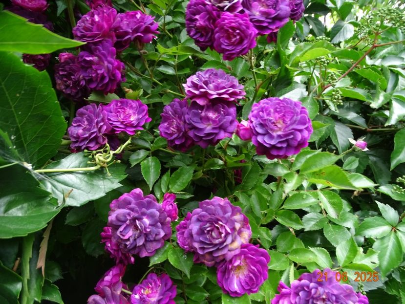  - Trandafiri 2025 3