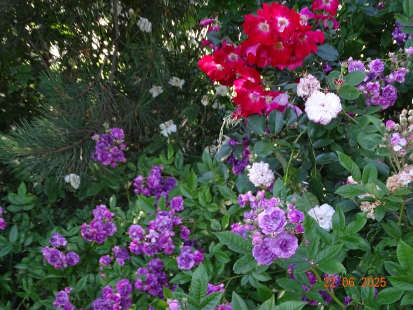  - Trandafiri 2025 3