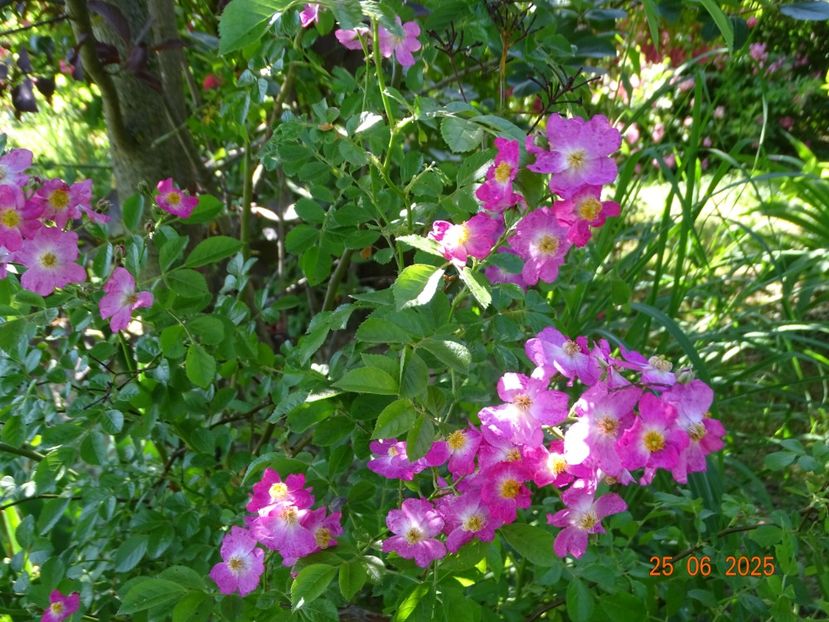  - Trandafiri 2025 3