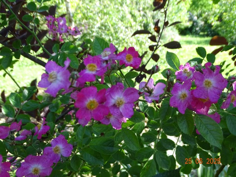 - Trandafiri 2025 3