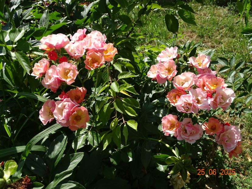 - Trandafiri 2025 3