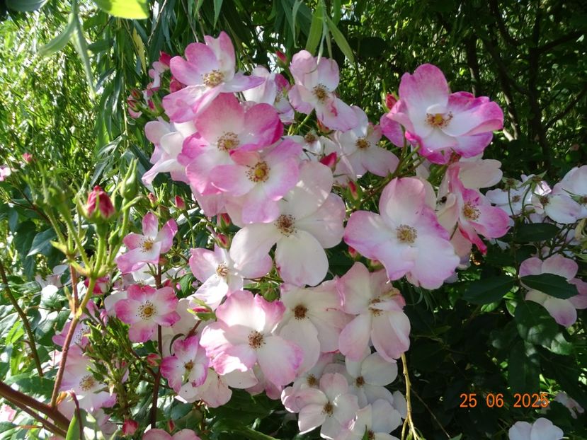  - Trandafiri 2025 3