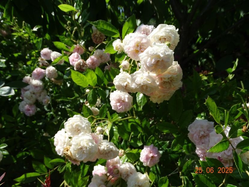  - Trandafiri 2025 3