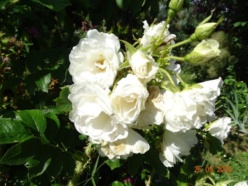  - Trandafiri 2025 3