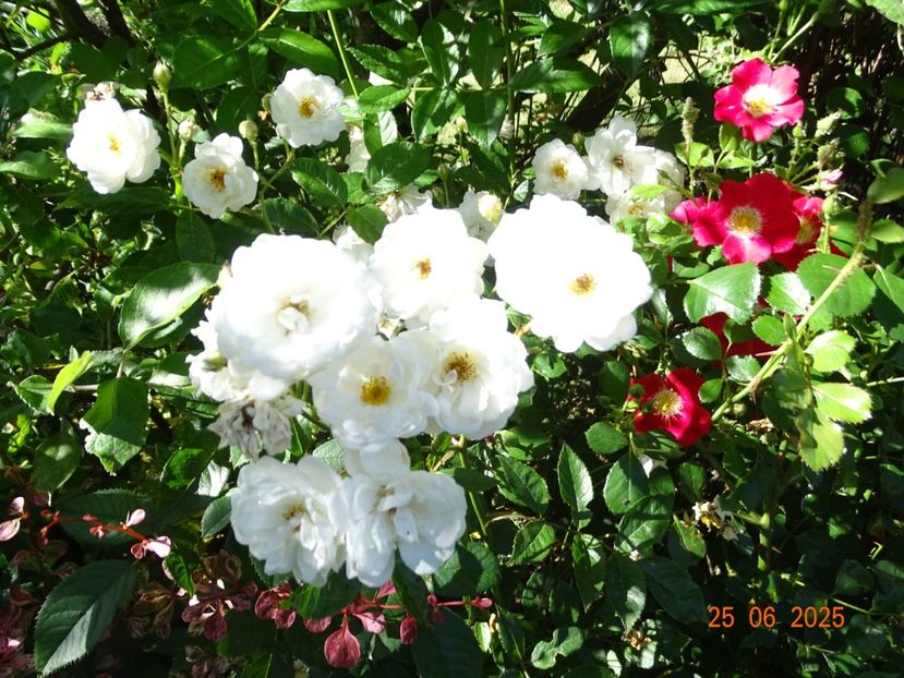  - Trandafiri 2025 3