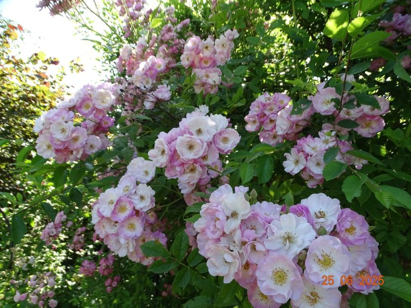  - Trandafiri 2025 3